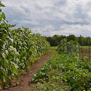 Gitigaan Farming