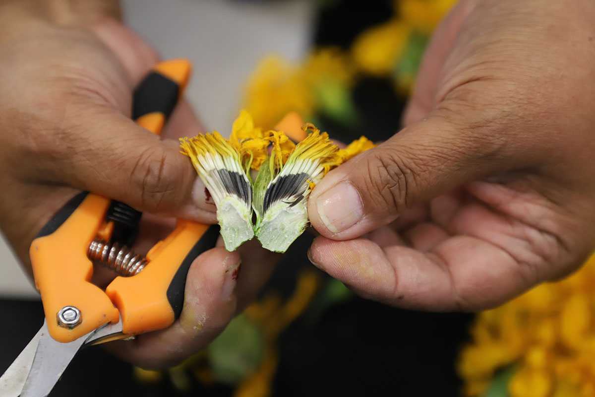 Marigold Seed Saving