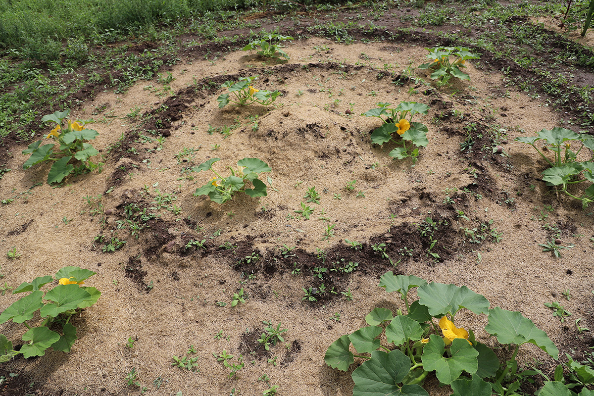Manoomin Hulls as Mulch